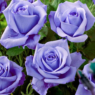 Роза чайно-гибридная Голубая 1+2 в подарок изображение 1
