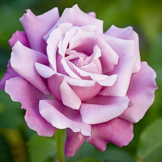 Роза чайно-гибридная Голубая Королева изображение 3
