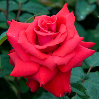 Роза чайно-гибридная Гранд Аморе изображение 4