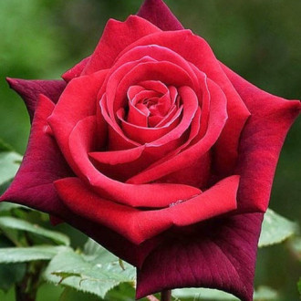 Роза чайно-гибридная Гранд Гала изображение 2