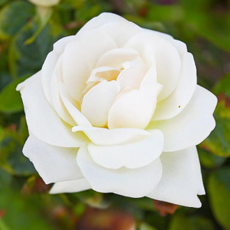 Роза чайно-гибридная Хельга изображение 3