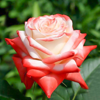 Роза чайно-гибридная Императрица изображение 4