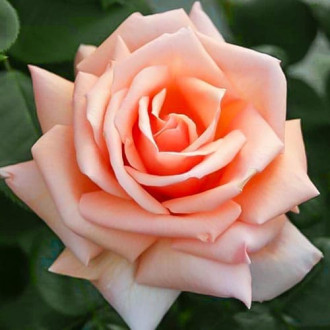Роза чайно-гибридная Индиан Саммер изображение 6