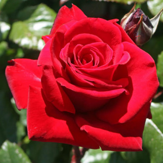 Роза чайно-гибридная Ингрид Бергман 1+2 в подарок изображение 6