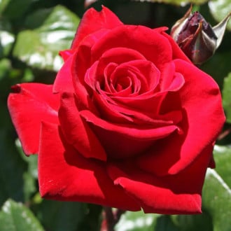 Роза чайно-гибридная Ингрид Бергман изображение 1