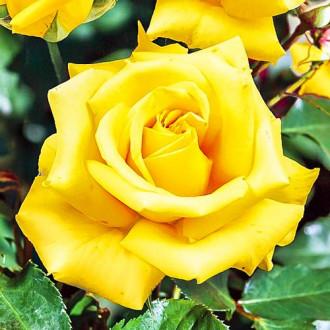 Роза чайно-гибридная Казанова изображение 5