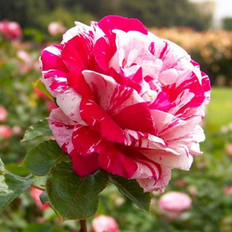 Роза чайно-гибридная Кэнди Страйп изображение 5