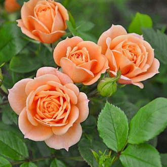 Роза чайно-гибридная Клементина изображение 5