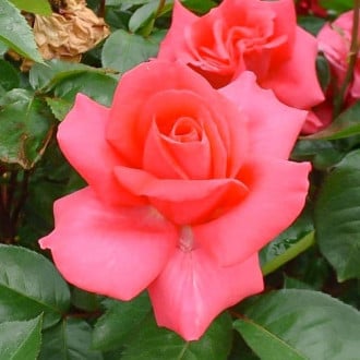 Роза чайно-гибридная Критерион изображение 6