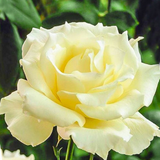 Роза чайно-гибридная Ла Перла изображение 6