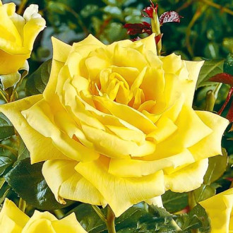 Роза чайно-гибридная Ландора изображение 3
