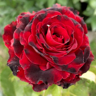 Роза чайно-гибридная Лавли Ред изображение 5