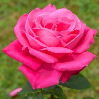 Роза чайно-гибридная Леди Митчел изображение 5