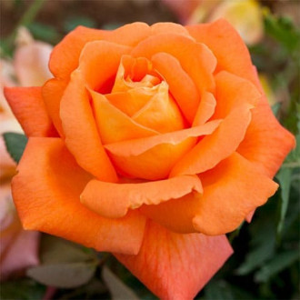 Роза чайно-гибридная Луи де Фюнес изображение 6