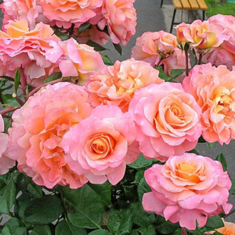 Роза чайно-гибридная Августа Луиза изображение 3