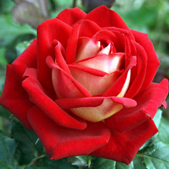 Роза чайно-гибридная Люксор изображение 6