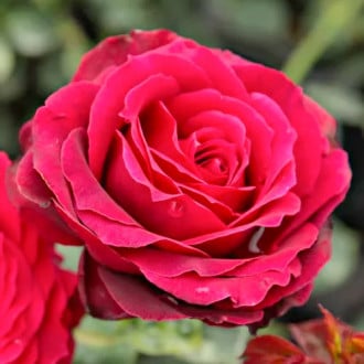 Роза чайно-гибридная Магия Нера изображение 6