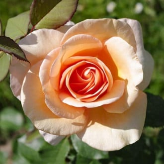Роза чайно-гибридная Малага изображение 4