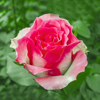 Роза чайно-гибридная Малибу изображение 5