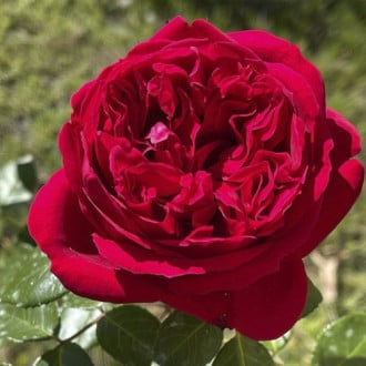 Роза чайно-гибридная Майрас Ред изображение 5