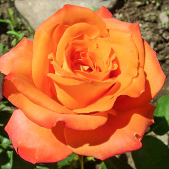 Роза чайно-гибридная Миракли изображение 1