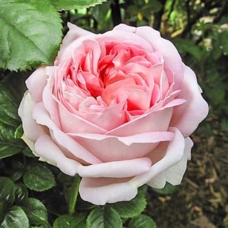 Роза чайно-гибридная Мириам изображение 6