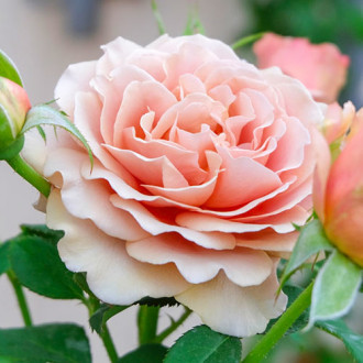 Роза чайно-гибридная Мокароза изображение 1
