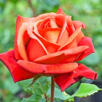 Роза чайно-гибридная Моника изображение 3