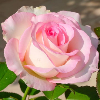 Роза чайно-гибридная Мунстоун изображение 4