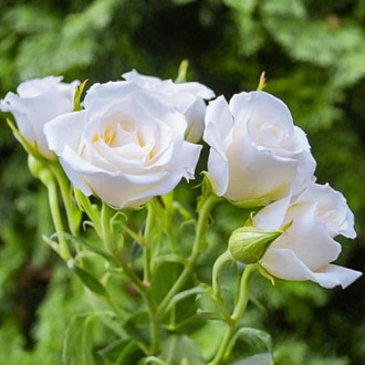 Роза чайно-гибридная Невеста изображение 3