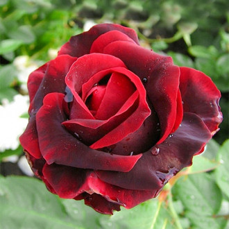Роза чайно-гибридная Норита изображение 2
