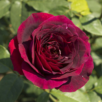 Роза чайно-гибридная Олд Ромео изображение 5