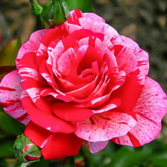 Роза чайно-гибридная Папагено изображение 6
