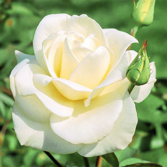 Роза чайно-гибридная Паскали изображение 3