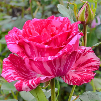 Роза чайно-гибридная Пинк Интуишн изображение 6