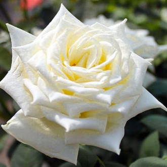 Роза чайно-гибридная Поларштерн изображение 2