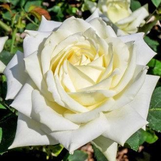 Роза чайно-гибридная Полярная звезда изображение 5