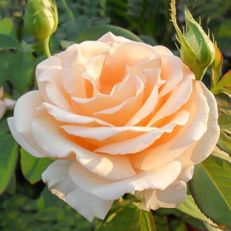 Роза чайно-гибридная Примадонна изображение 2