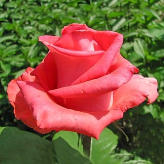 Роза чайно-гибридная Рафаэлло изображение 1