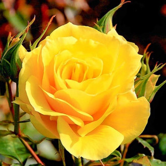 Роза чайно-гибридная Ричард Таубер изображение 2