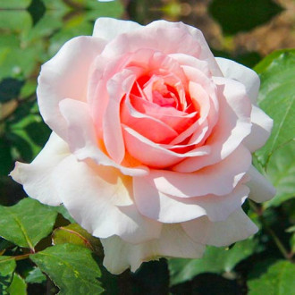 Роза чайно-гибридная Роберто Капуччи изображение 6