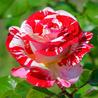 Роза чайно-гибридная Рок энд Ролл изображение 5