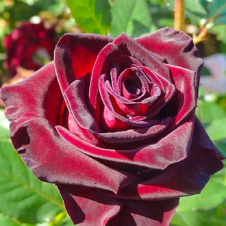 Роза чайно-гибридная Роял Баккара изображение 1
