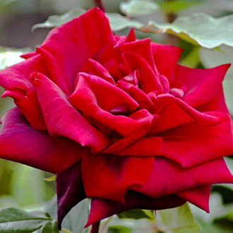 Роза чайно-гибридная Роял Вильямс изображение 3