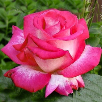 Роза чайно-гибридная Роз Гожар изображение 2