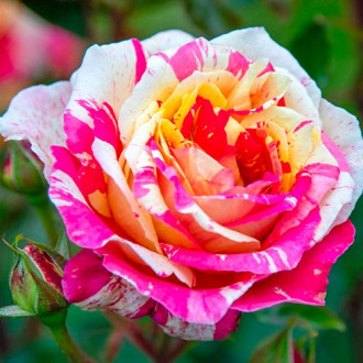 Роза чайно-гибридная Розита Миссони изображение 2