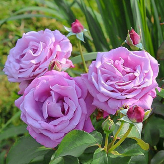 Роза чайно-гибридная Шарль де Голь изображение 5