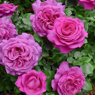 Роза чайно-гибридная Шартрез де Парм изображение 2