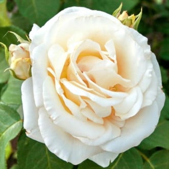 Роза чайно-гибридная Шопен изображение 1