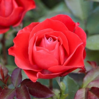Роза чайно-гибридная Сигни Нуар изображение 6